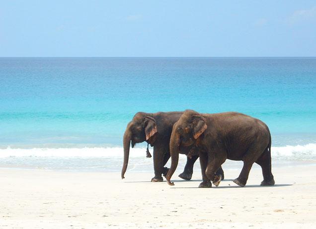 Andaman 6N7D - Main gallery image