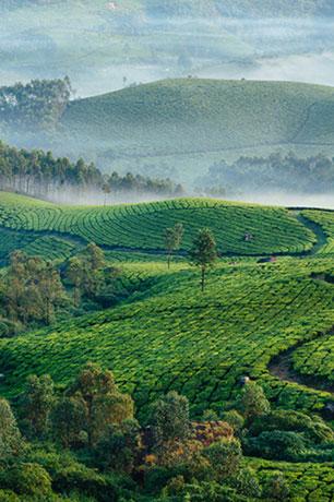 Kerala 5N6D - Gallery image 2