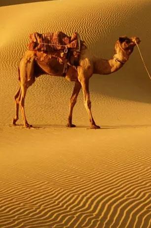 Rajasthan 7N8D - Gallery image 3