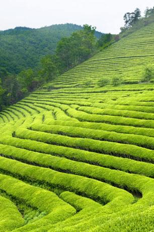 Sikkim 8N9D - Gallery image 2